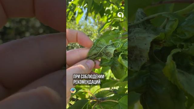 Препараты против ТЛИ смотреть онлайн