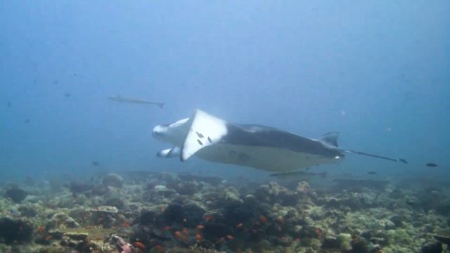 Les Raies Manta de Rangali-Madnaru, Maldives смотреть онлайн