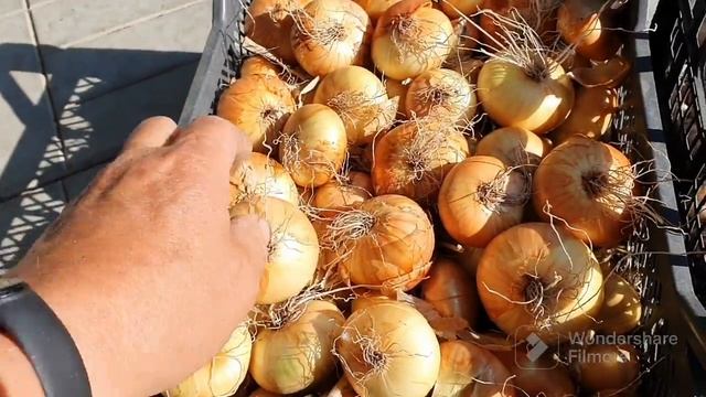 165. Лук чеснок на хранение. Монофосфат калия для винограда. смотреть онлайн