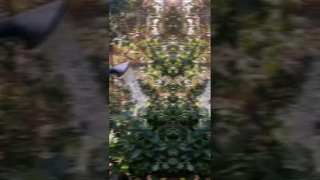 Как подготовить голубику к зимовке? #голубика #сад смотреть онлайн