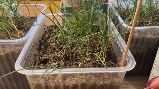 ПОДКОРМКА отлично укрепляет и утолщает перо ЛУКА. Вторая стрижка смотреть онлайн