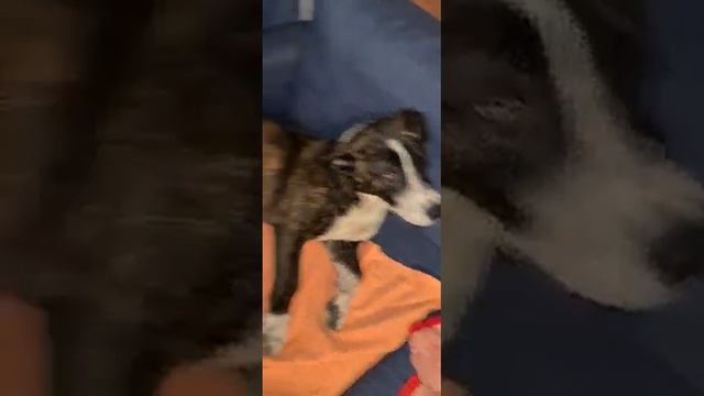 Ох, Ночь. Собака пришла и сказала, что будет у нас жить! Чистим собу! В добрые руки собакен Сочи! смотреть онлайн