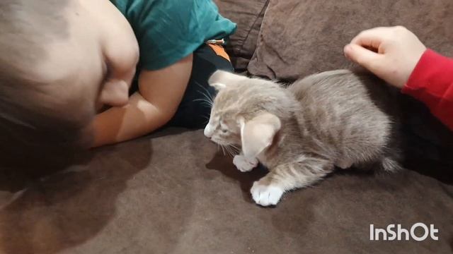 КАЖДЫЙ ДЕНЬ ПОЛНЫЙ СТОЛ ЕДЫ ДЛЯ 9 ЧЕЛОВЕК 🤗Утро 🌄 ОРИЕНТАЛЬНЫЙ КОТЁНОК И САМОЕДЫ #рецепты #котенок смотреть онлайн