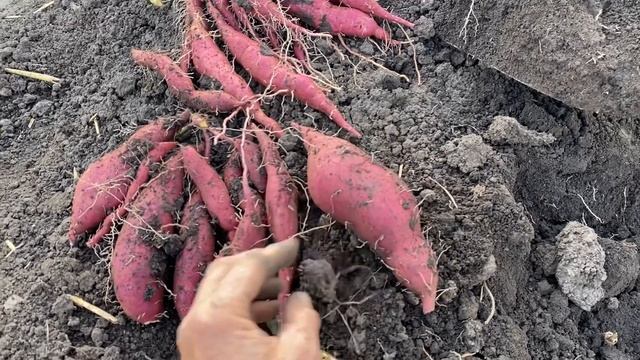 Результат поздней посадки батата лианами вместо черенков смотреть онлайн