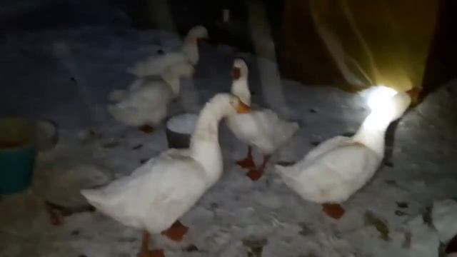 Гуси вышли погулять в мороз смотреть онлайн