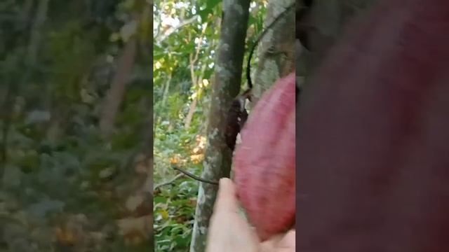 CACAO FRUIT FARM IN MOUNTAIN #shorts #shortfeed #satisfying #harvest смотреть онлайн