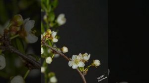 Иоганнес Брамс.Симфония №3. III часть. Poco allegretto