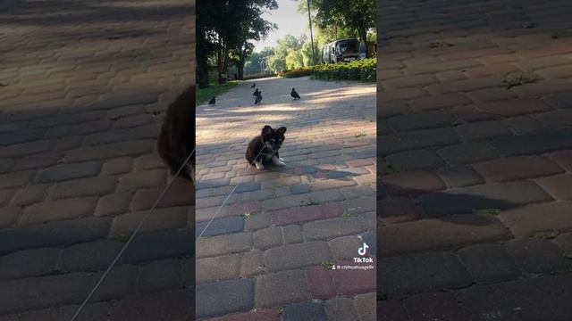 Собака для охраны дома 🫠❤️🫠 #chihuahua #чихуахуа смотреть онлайн