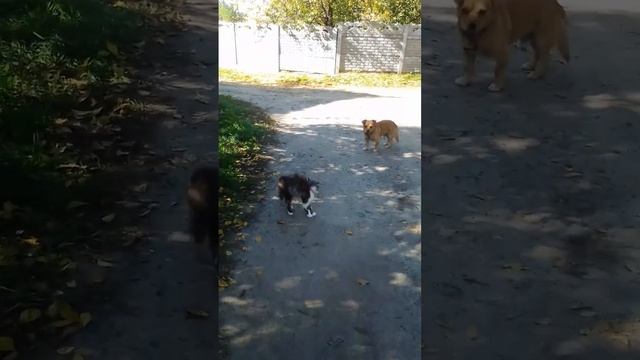 Кот испугался собаку. смотреть онлайн