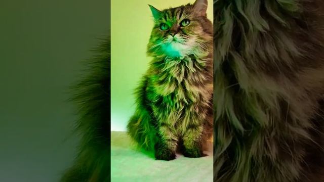 МЫСЛИ КОТА/CATS LIFE/PETS BEAUTIFUL смотреть онлайн