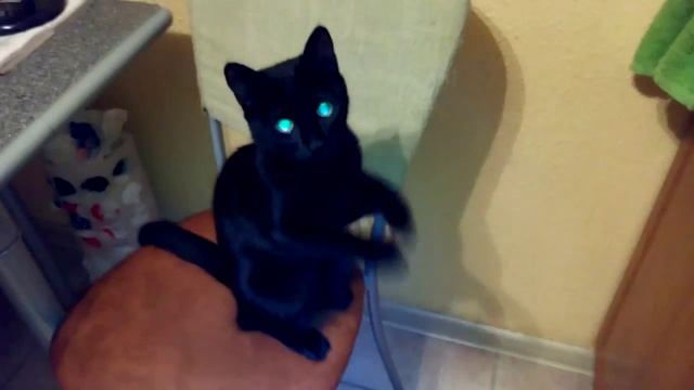 Кошка просит пельмени смотреть онлайн