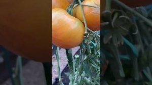 Самый вкусный и сладкий томат!