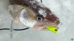 Смена приманки РЕШАЕТ. Ловля судака на ратлины.