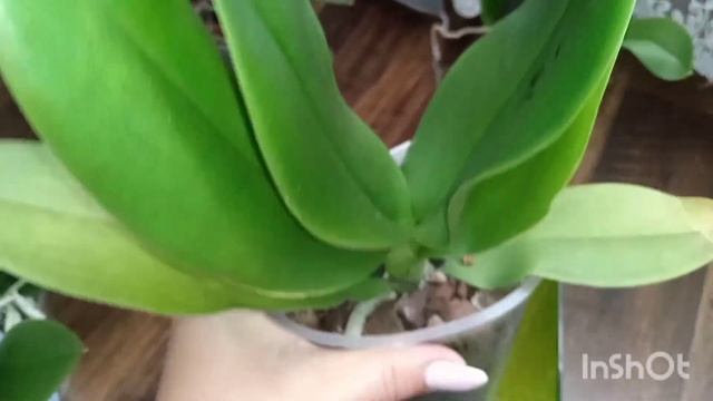 Отримала нове замовлення ОРХІДЕЙ🌺.Літо Найвигідніша пора щоб придбати орхідеї. смотреть онлайн