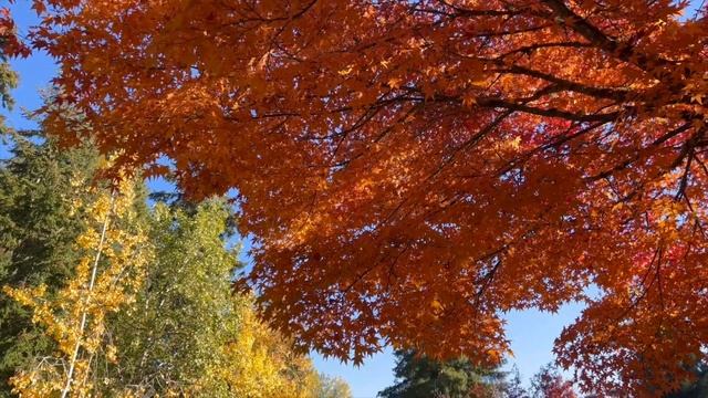 vlogㅣ맛있는 홀푸드 와인안주 추천!🥂 (ft. 싱싱한 굴이 금욜엔 반값!🦪), 지중해식 아침식단 (저포드맵), 옛날식 계란빵, 시애틀 도넛맛집ㅣ미국 주부의 집밥 일상 브이로그 смотреть онлайн