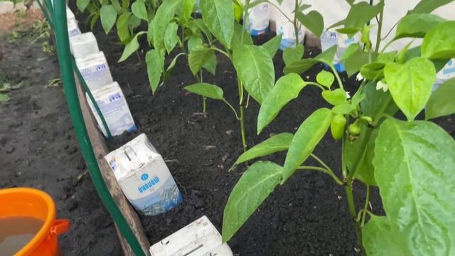 Для ПЕРЦА важная ПОДКОРМКА, питательная и сбалансированная! смотреть онлайн