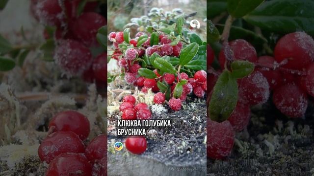 Простой принцип выбора удобрения смотреть онлайн