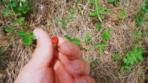 НАЛЕПИЛИ ПЕЛЬМЕНЕЙ С БАБУШКОЙ | ДЕРЕВЕНСКИЕ ЗАБОТЫ | ЗАПАСАЕМ ЕДЫ В ПРОК