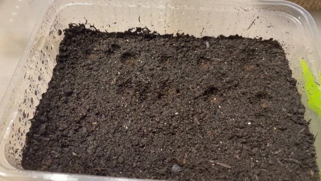 САМЫЙ ЛУЧШИЙ ПОСЕВ ЛОБЕЛИИ! Все рекомендации по выращиванию смотреть онлайн