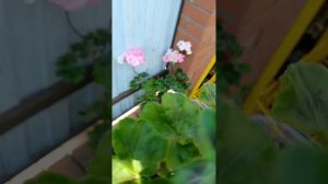 Пеларгония Сим Модница и немного пробежимся по клумбам