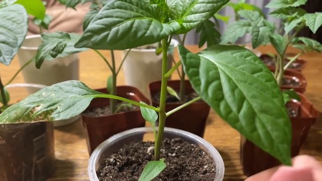 Чтобы вырастить КРЕПКУЮ и ЗДОРОВУЮ РАССАДУ, важно делать так… смотреть онлайн