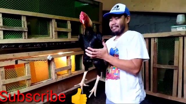 Authentic shamo line by Willy Esrael/collection Pure Shamo line Subrang Mahal nitoTagum city breede смотреть онлайн