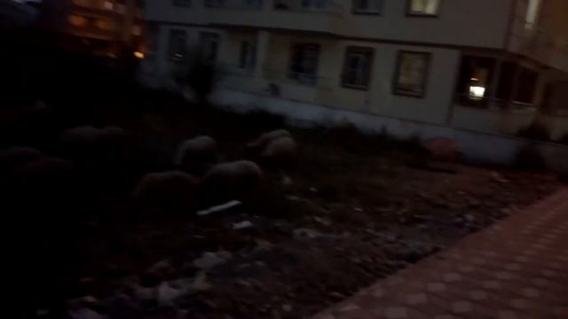 В Турции чего только не увидишь смотреть онлайн