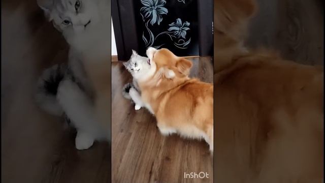 Вот оно,привидение! смотреть онлайн