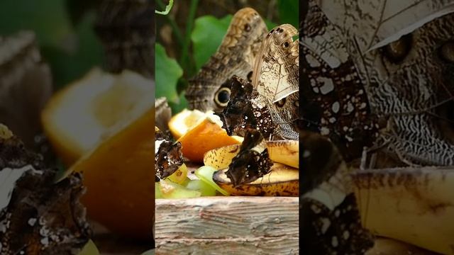 there are butterflies that eat fruit.shorts.есть бабочки каторые кушают фрукты. смотреть онлайн