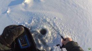 Ловля судака на вибы в -40 с эхолотом практик 8 на реке КАМА.