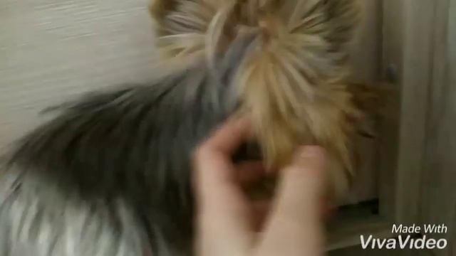 Клип с Соней на 25 ПОДПИСЧИКОВ! смотреть онлайн