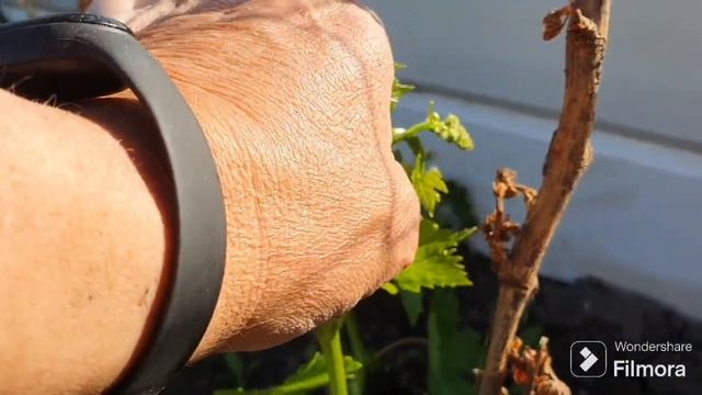 237. Виноград после 3х волн Заморозка открыл. смотреть онлайн