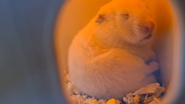 DESPERTARON A BEBÉ COCO🐹😴☁ смотреть онлайн