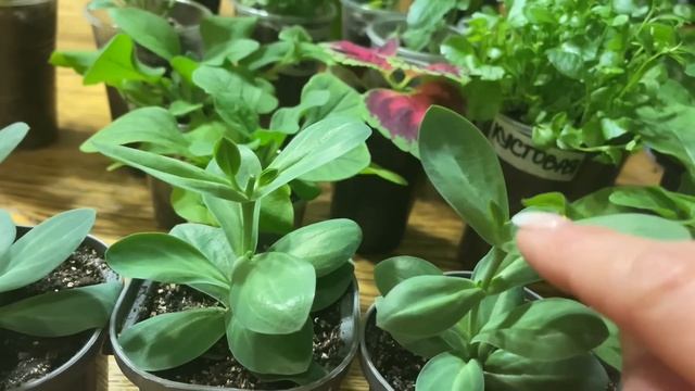 РАССАДУ готовлю к высадке в грунт, важные ПОДКОРМКИ! смотреть онлайн