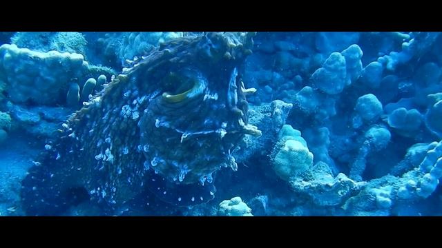 The Takos of Maui Cinema смотреть онлайн
