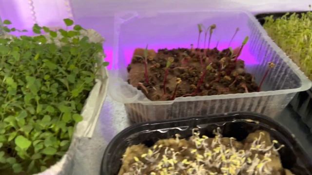 Микрозелень дома, обзор фермы смотреть онлайн
