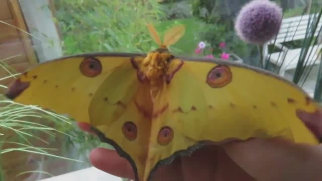 10 САМЫХ ГИГАНТСКИХ БАБОЧЕК в мире смотреть онлайн