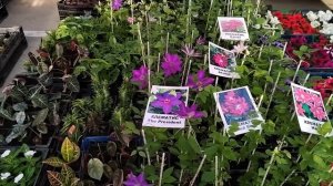 Цветочный рынок Краснодар 10 апреля 2024 г