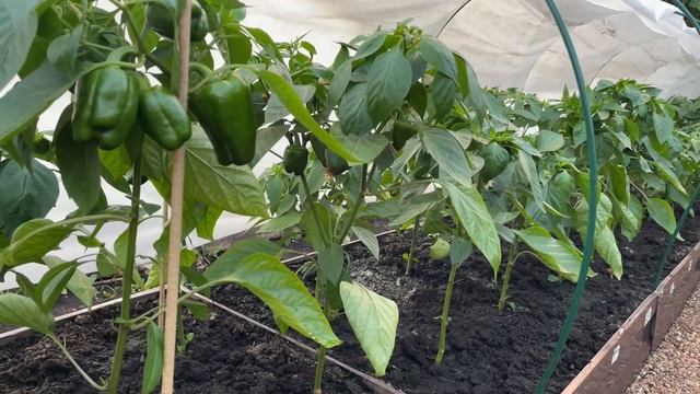 СРОЧНО ПОДКАРМЛИВАЮ ПЕРЕЦ важной подкормкой в этот период!