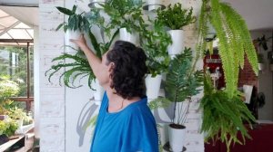 Мои Вариегатные Растения