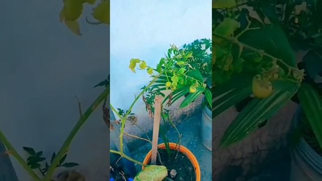 salad part 1 #shortvideo #supportme #viral #shortsfeed #youtubeshorts #shortsviral #shortsyoutube смотреть онлайн