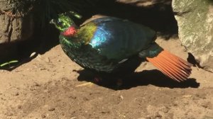 Вот Как Птицы Устраивают Брачные Танцы