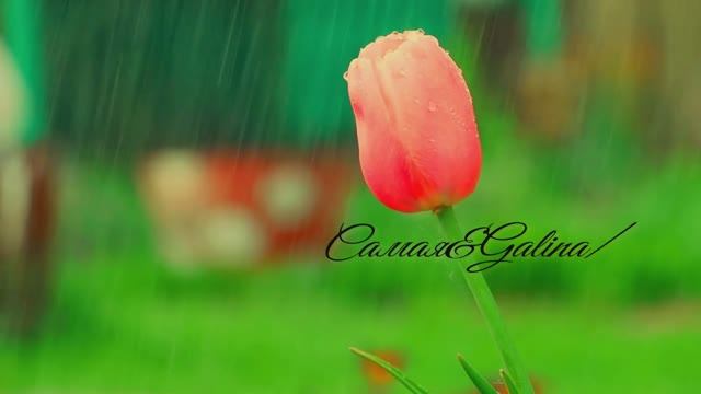 The Best Music for Relax- Music-Harmony of Soul and Body-18/12/2024-Самая&Galina. смотреть онлайн