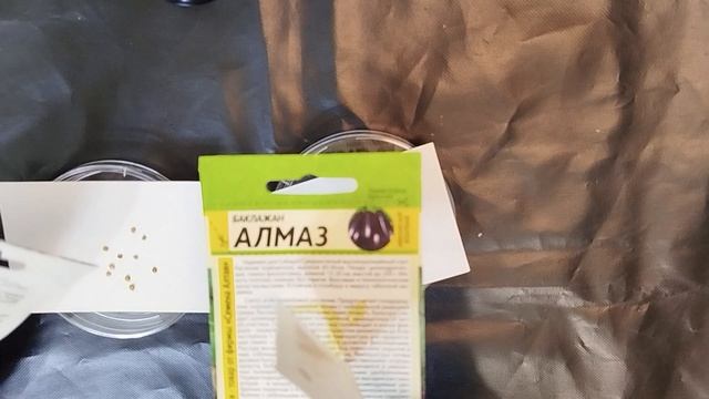 Сорт один - агрофирмы разные. Баклажаны эксперимент-наблюдение N1