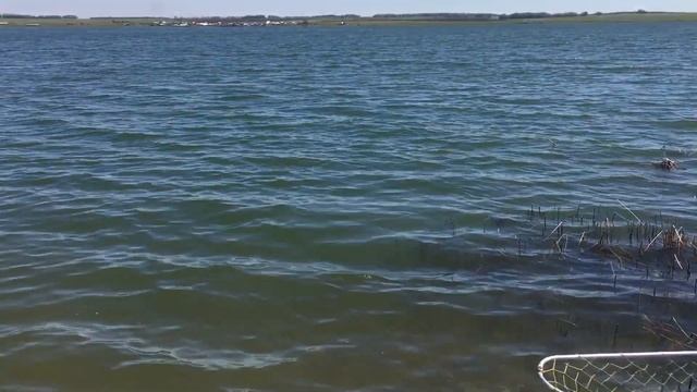 Лещ на озере Щучьем(Суртанды)