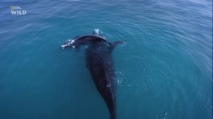 Холодные острова 1 сезон 2 серия (документальный сериал, 2020)