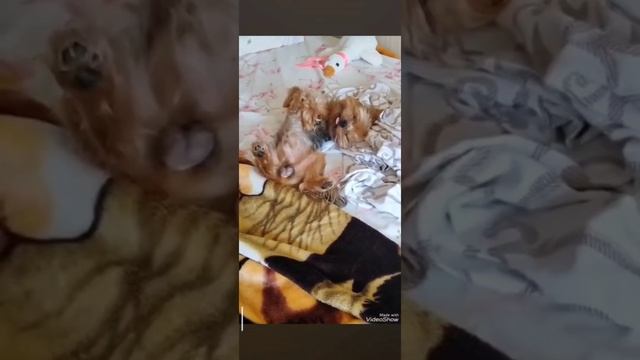 Релаксинг✨ смотреть онлайн