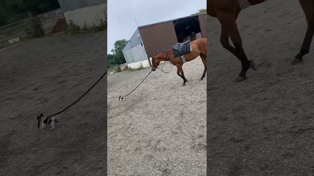 маленький вожак