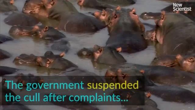 Hippos face state-sponsored cull in Zambia смотреть онлайн