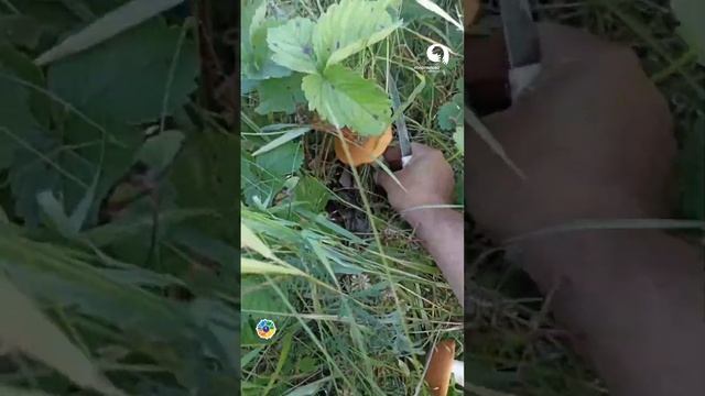 Выращиваю грибы с земляникой смотреть онлайн